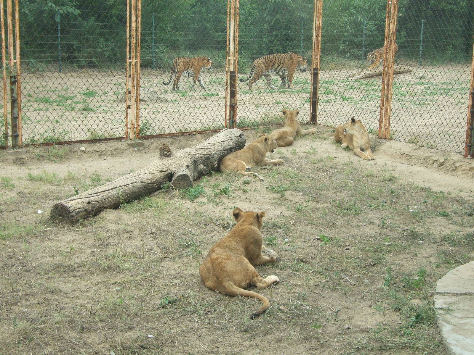 Lionets watching at the tigers