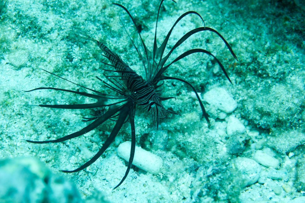 Lionfish 1
