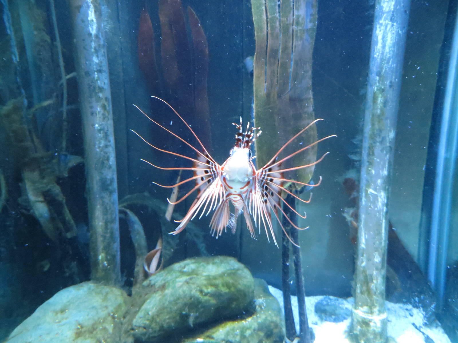 Lionfish 160515