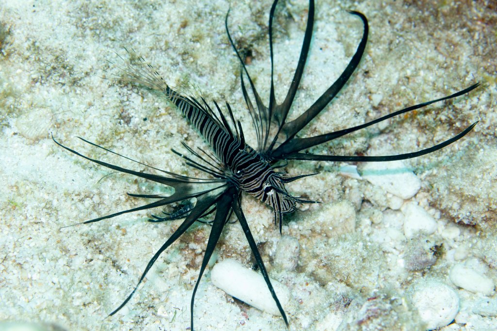Lionfish 2