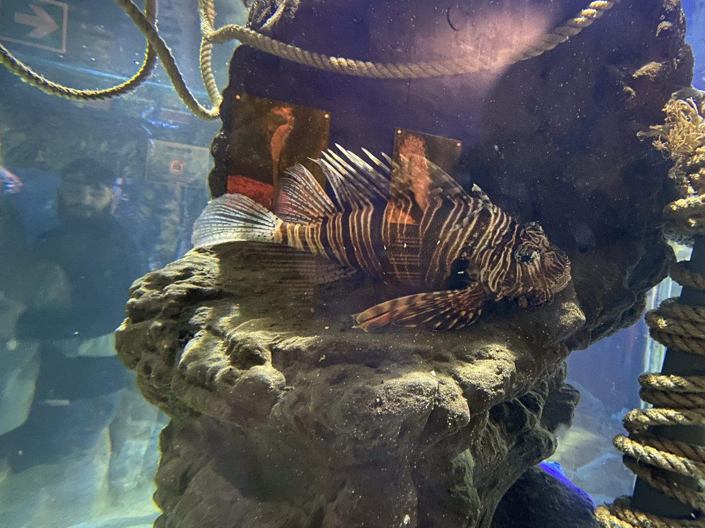 Lionfish 240122