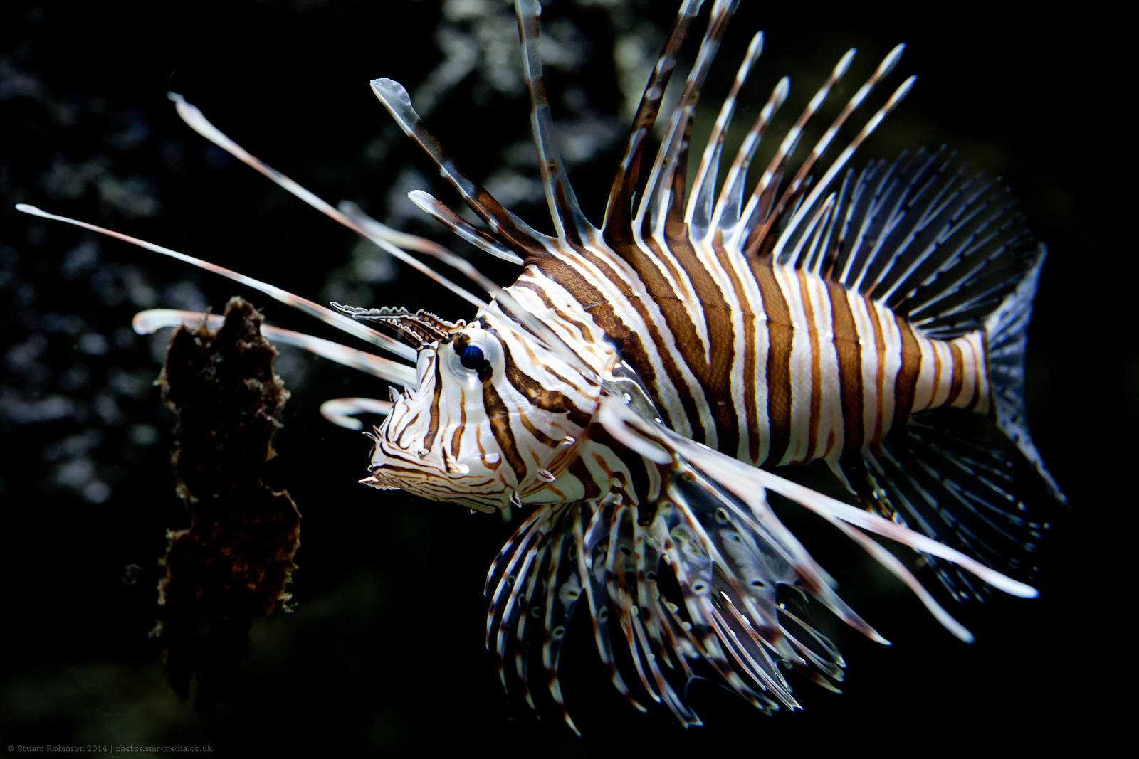 Lionfish - 29/10/2014