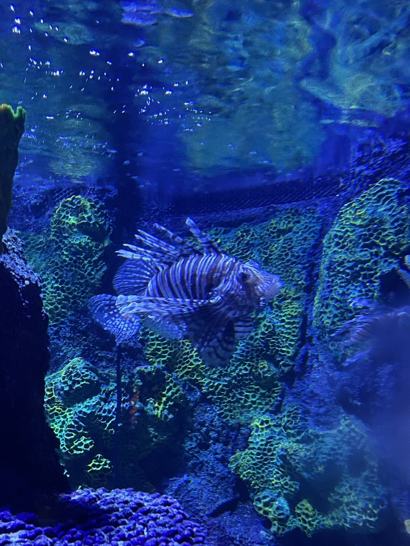 Lionfish 8.7.24