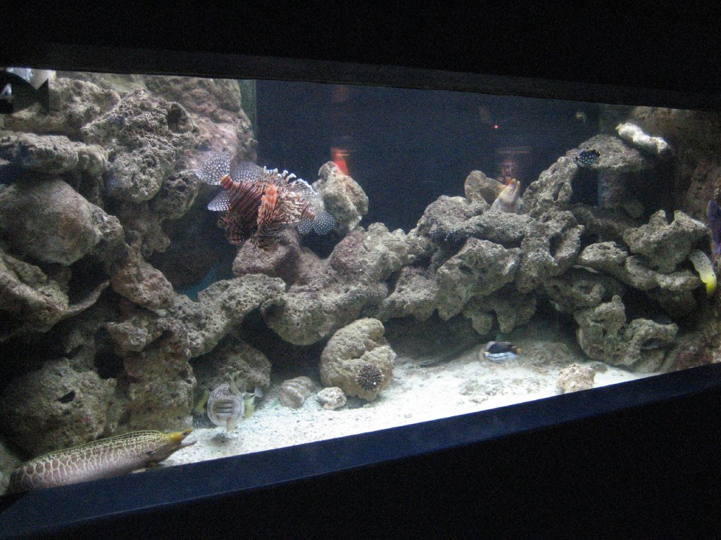 Lionfish and Moray Eel tank