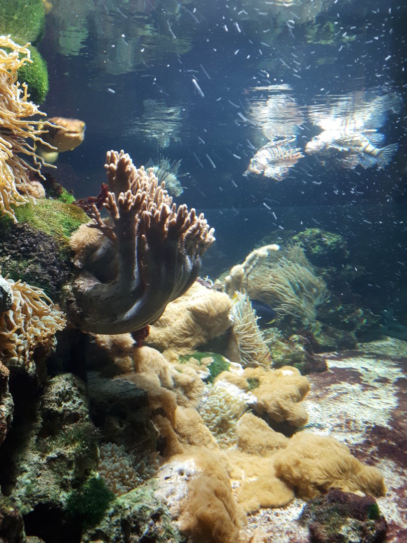 Lionfish and puffer aquarium