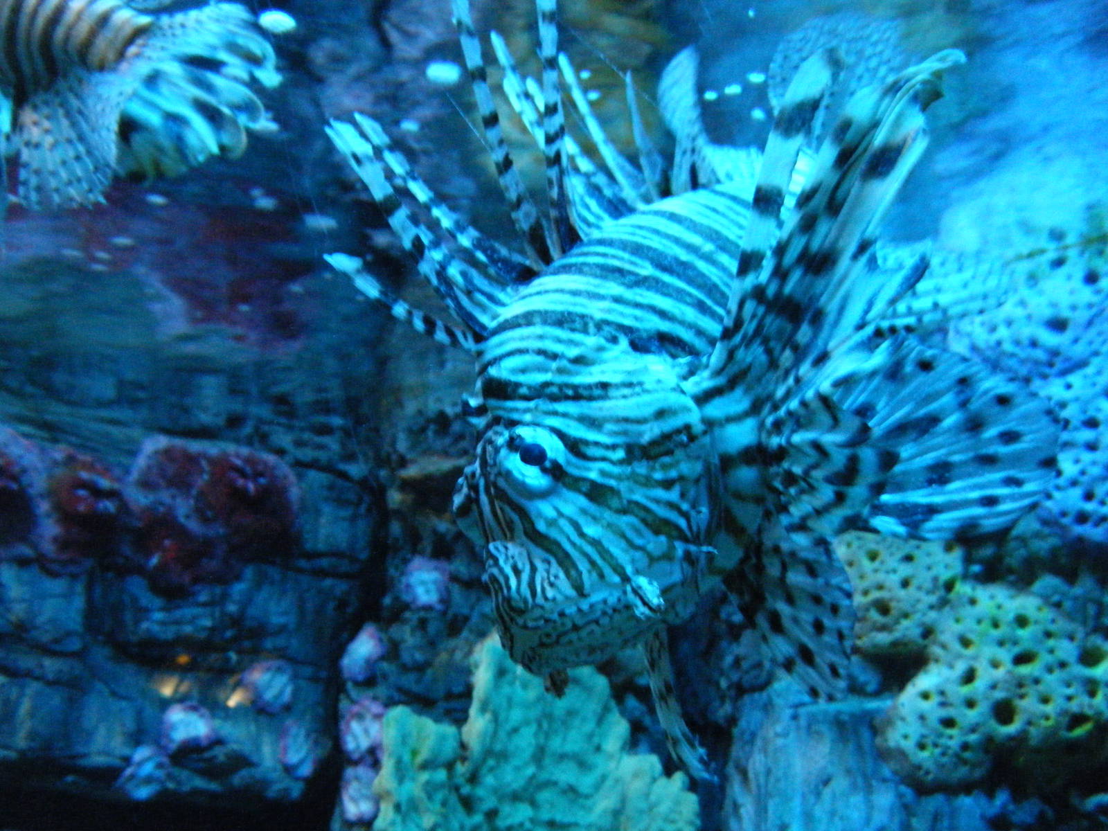 Lionfish (April 2010)