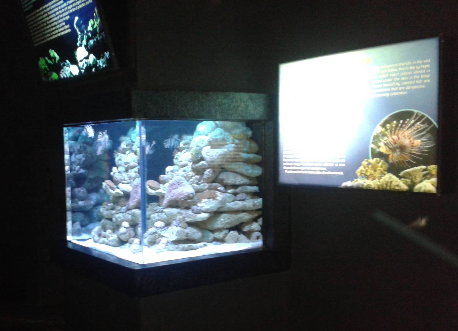 Lionfish aquarium