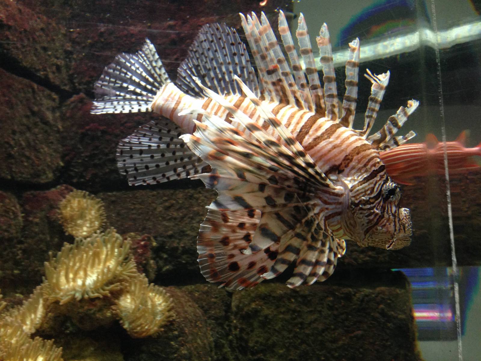 Lionfish at Blue Planet Aquarium - 05/10/2013