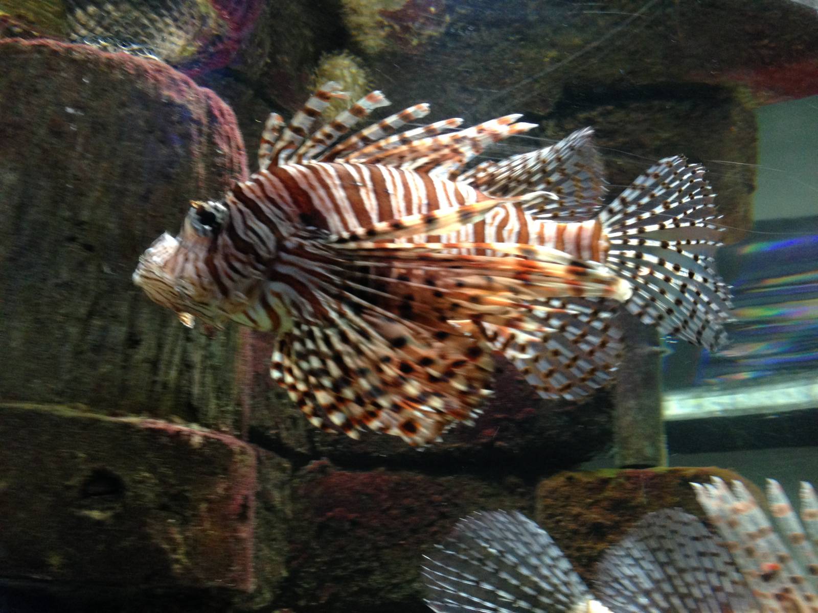 Lionfish at Blue Planet Aquarium - 05/10/2013