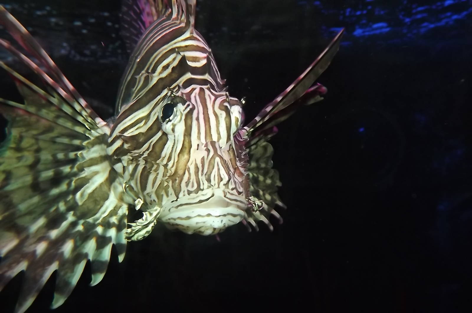 Lionfish at SEA LIFE Blackpool 30/06/12