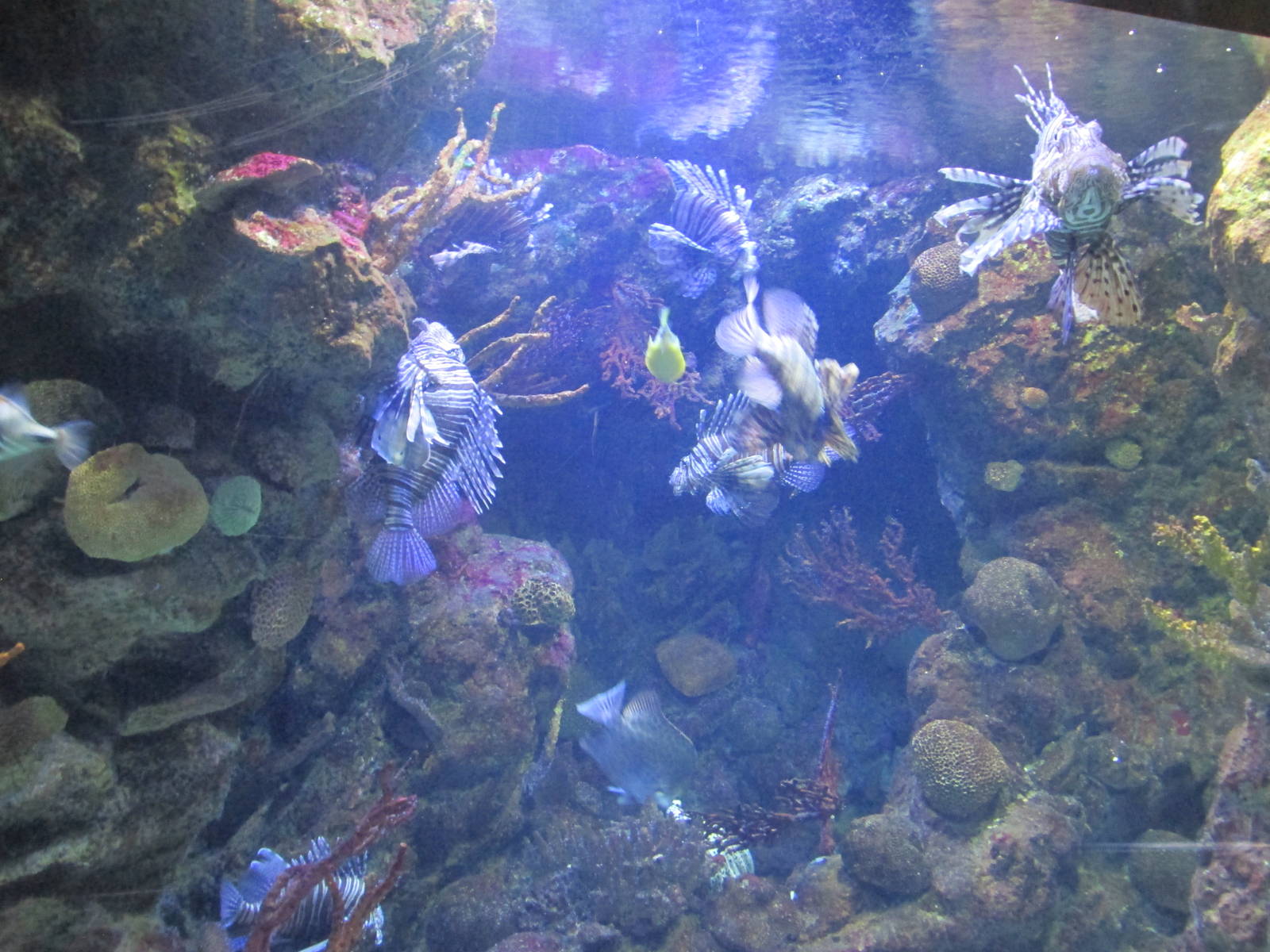 lionfish barcelona aquarium