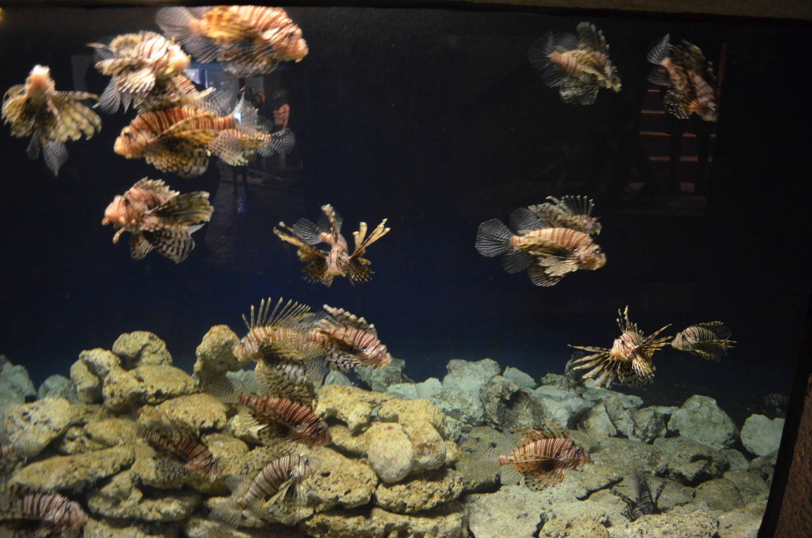 Lionfish big aquarium