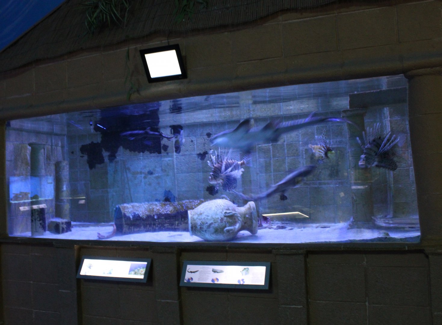 Lionfish - Catshark aquarium