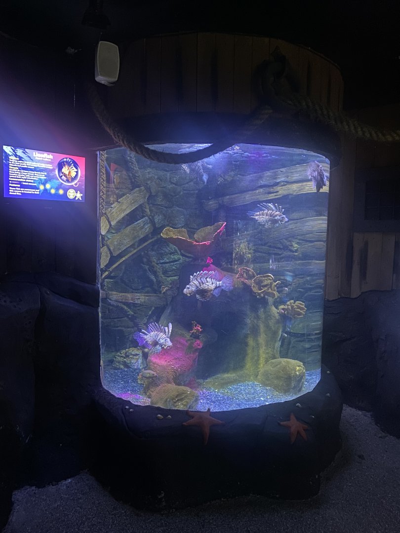 Lionfish exhibit 080122