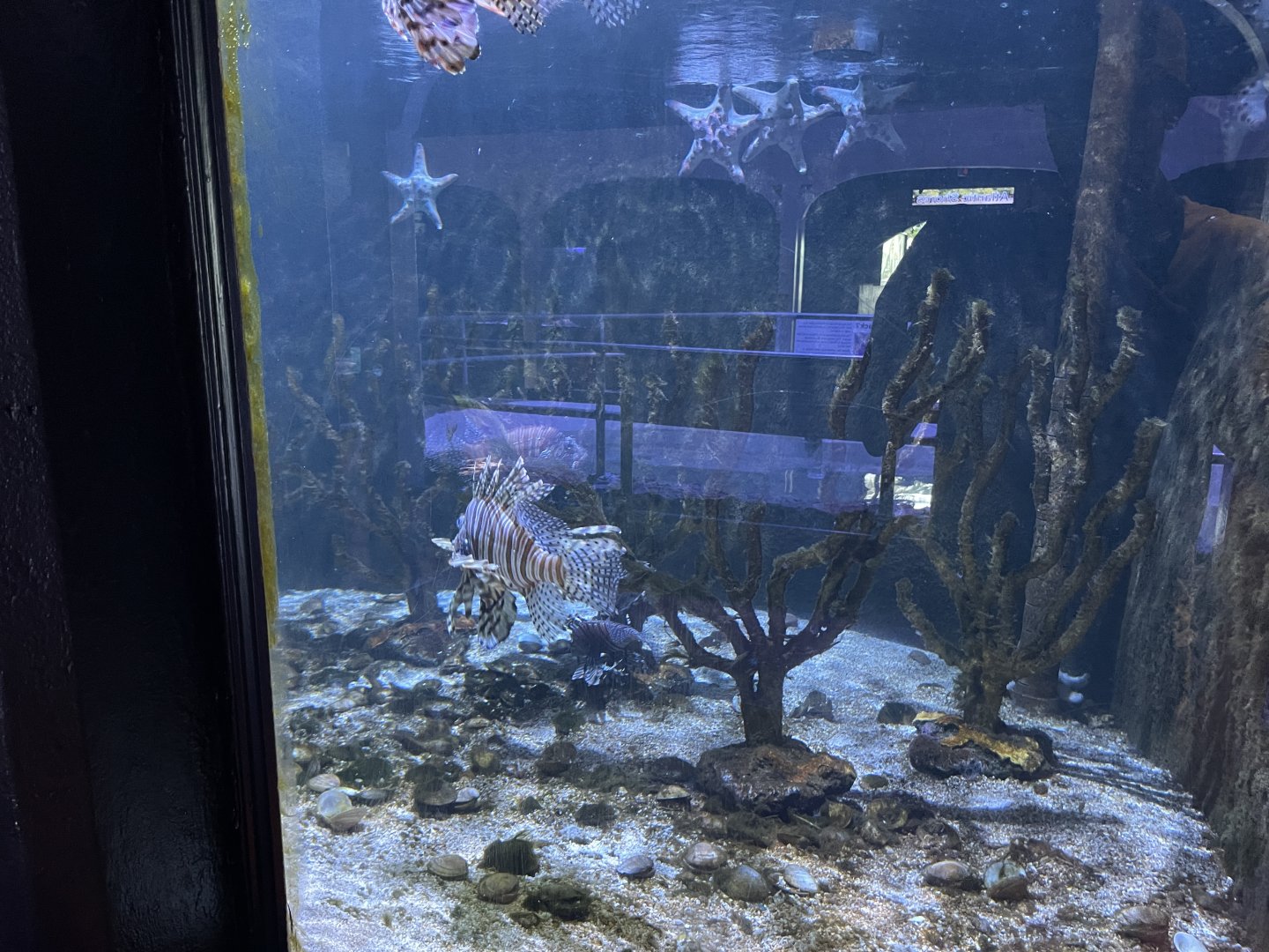 Lionfish exhibit (1/2/24)