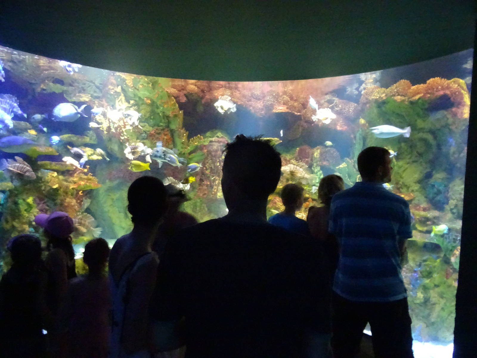 Lionfish Exhibit at SeaWorld Orlando
