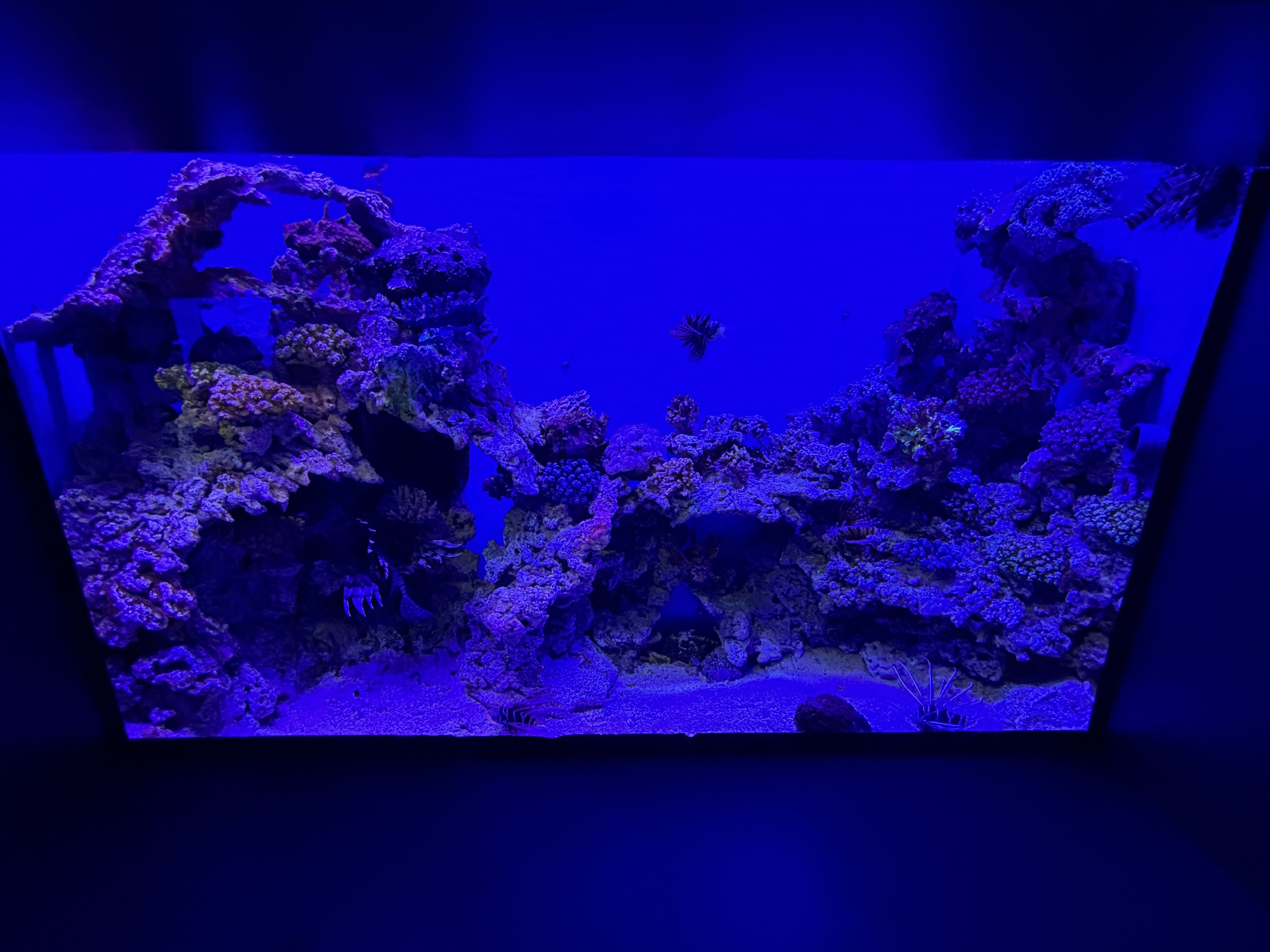 Lionfish Exhibit - BXSea Aquarium