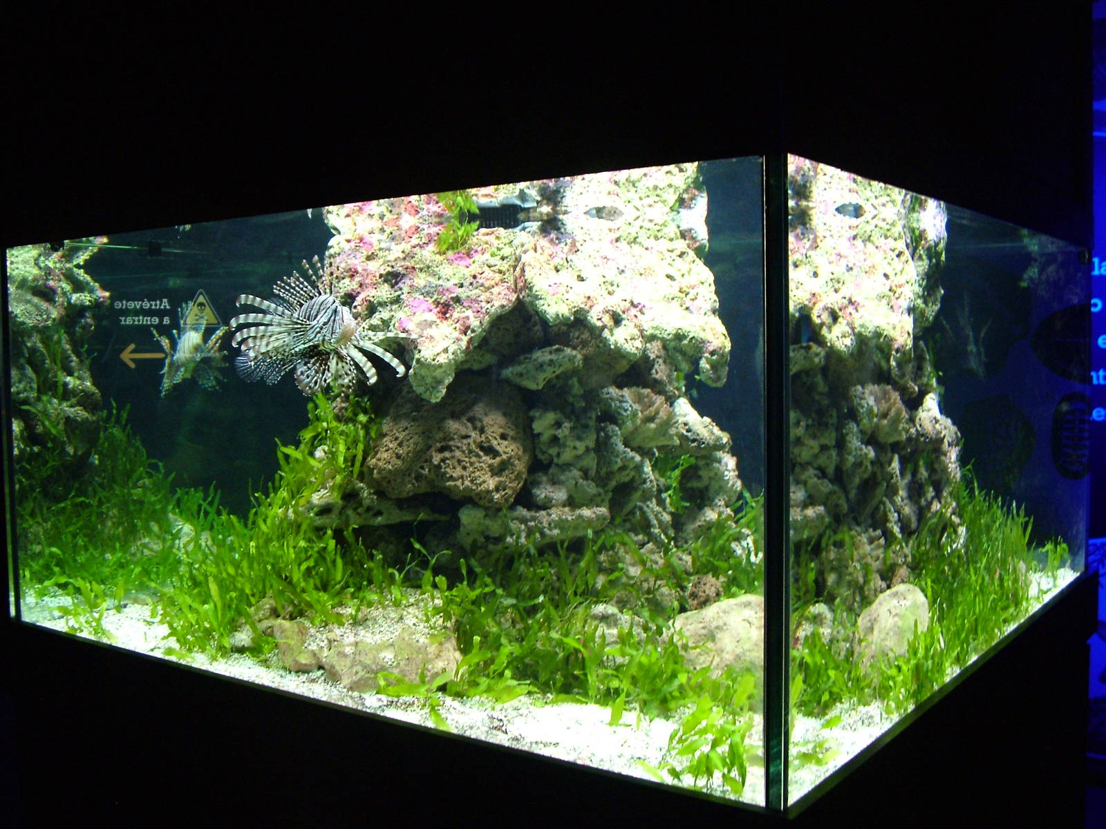 Lionfish Exhibit in Venom at Faunia, 27/05/11