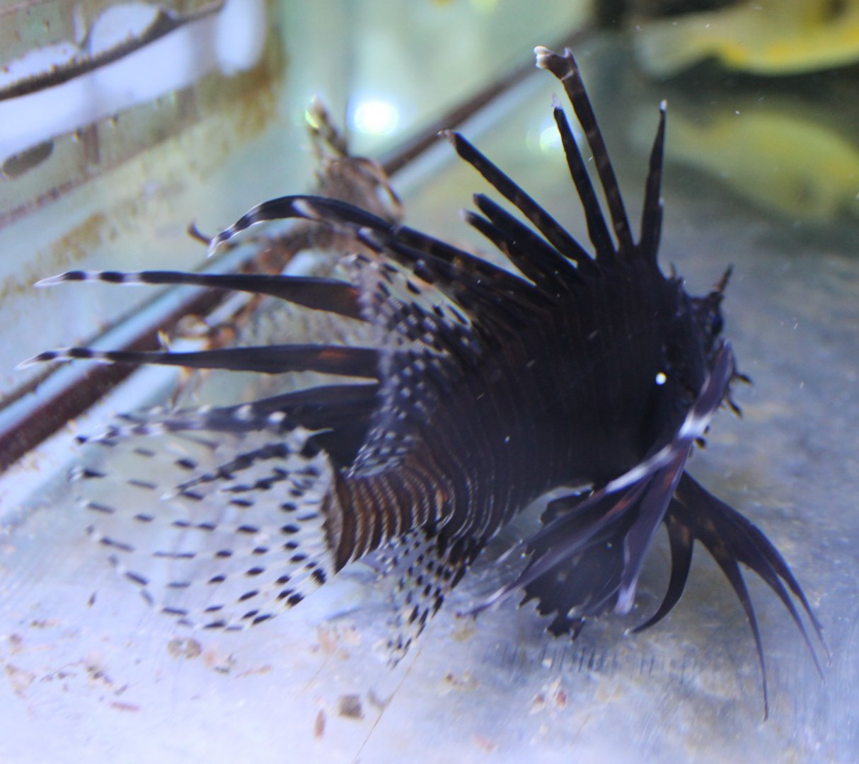 Lionfish ID