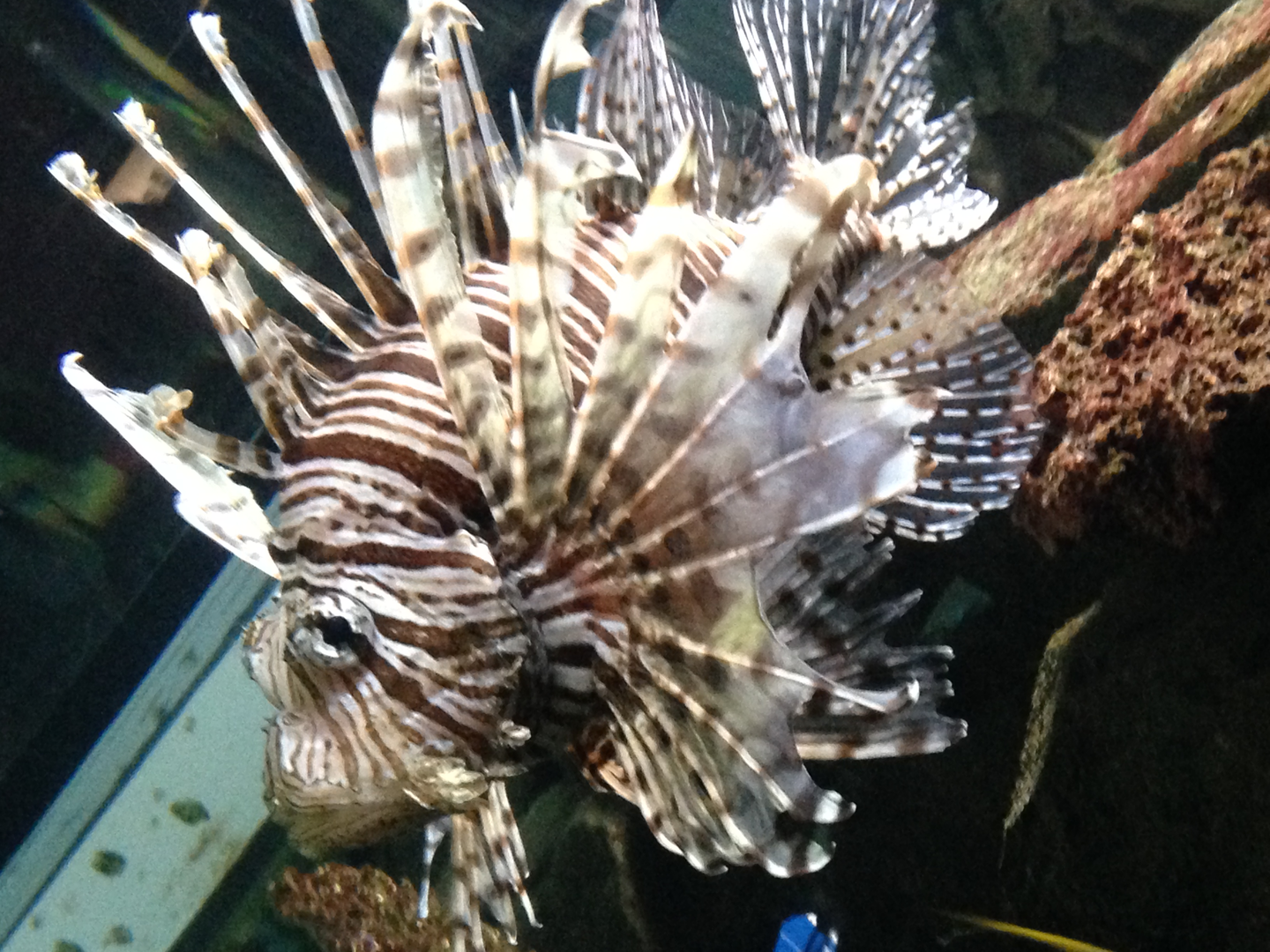 Lionfish - Kelly Tarlton's 2015