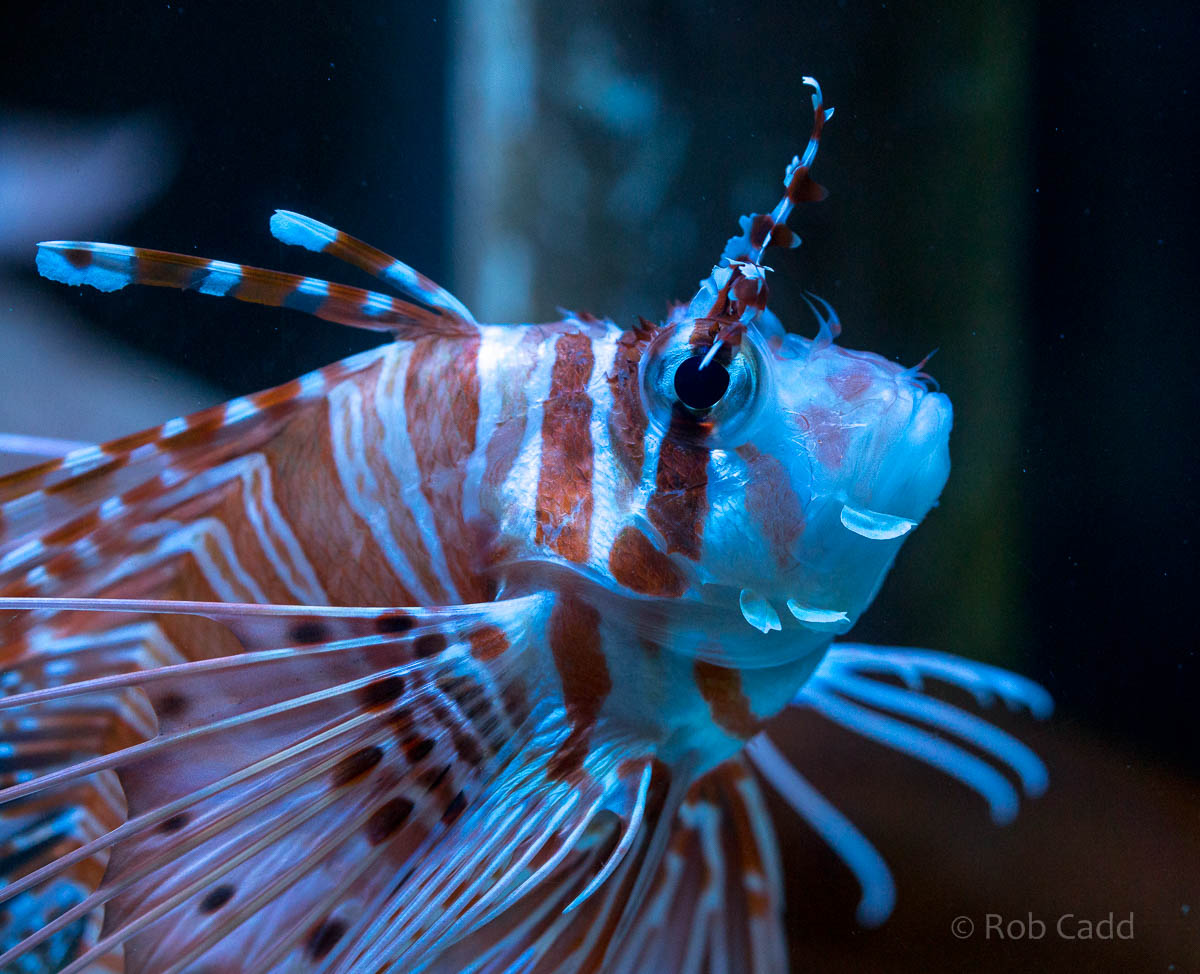 Lionfish : Living Coasts : 24 Sep 2015