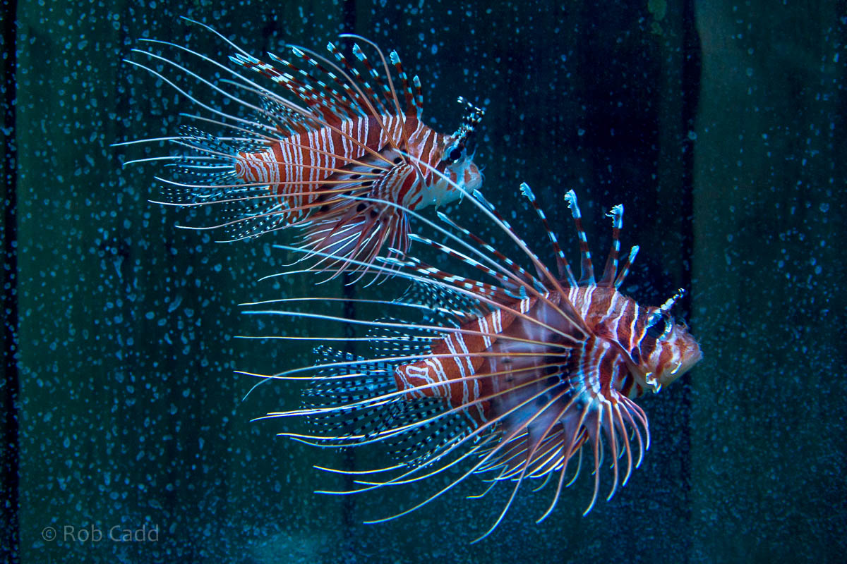 Lionfish : Living Coasts : 24 Sep 2015