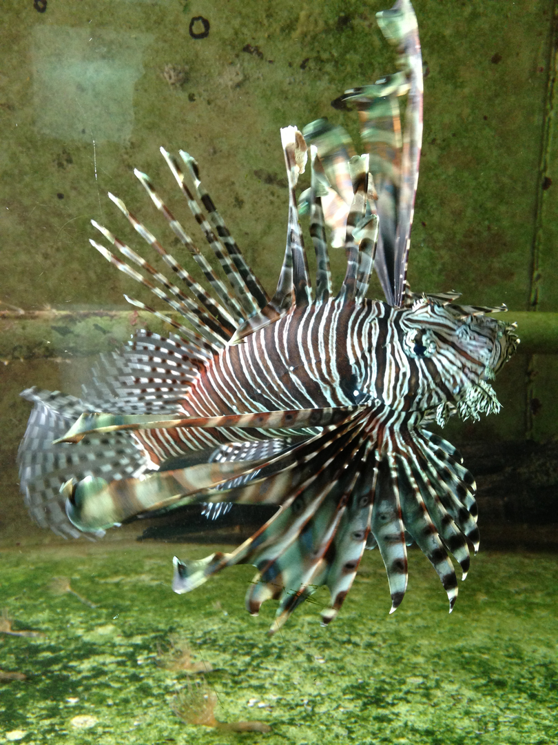 Lionfish - Neptune's Reefworld 2013