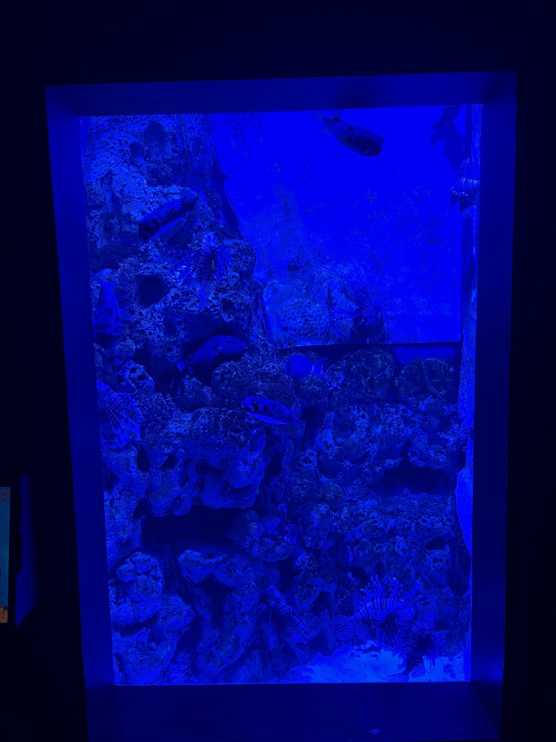 lionfish & porcupinefish exhibit - BX Sea