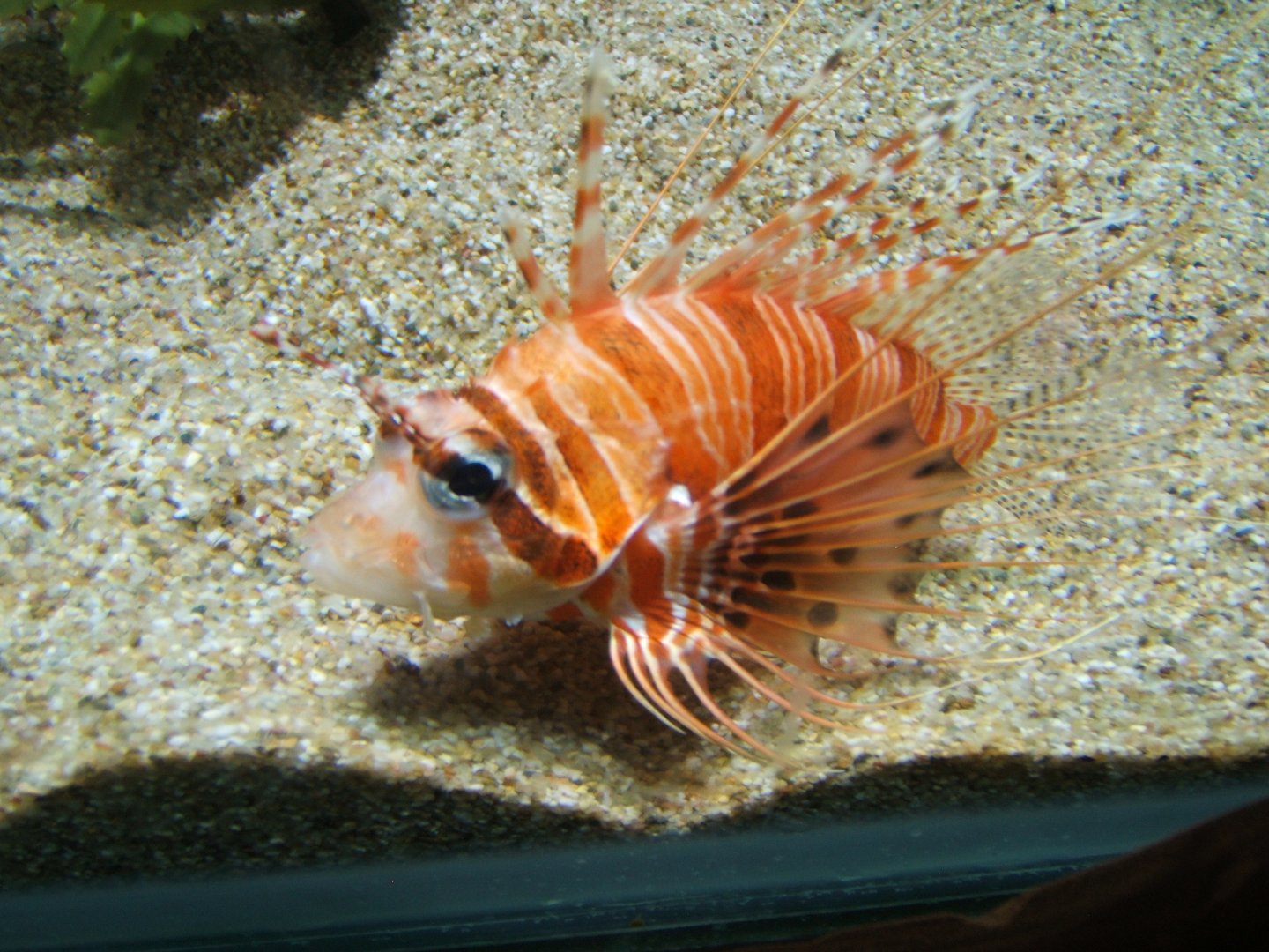 Lionfish (Pterois antennata) 30/07/2017