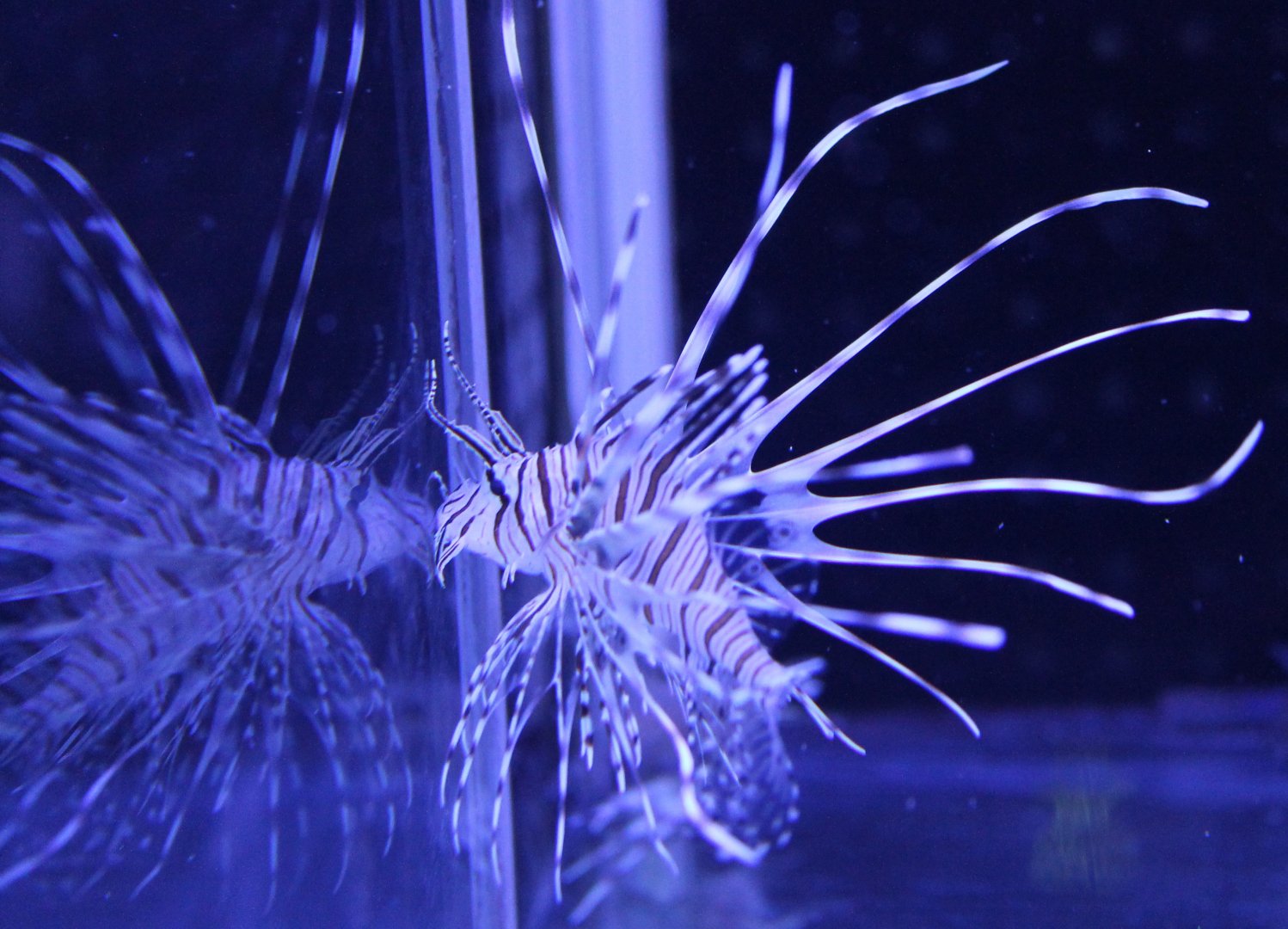 Lionfish - Pterois antennata