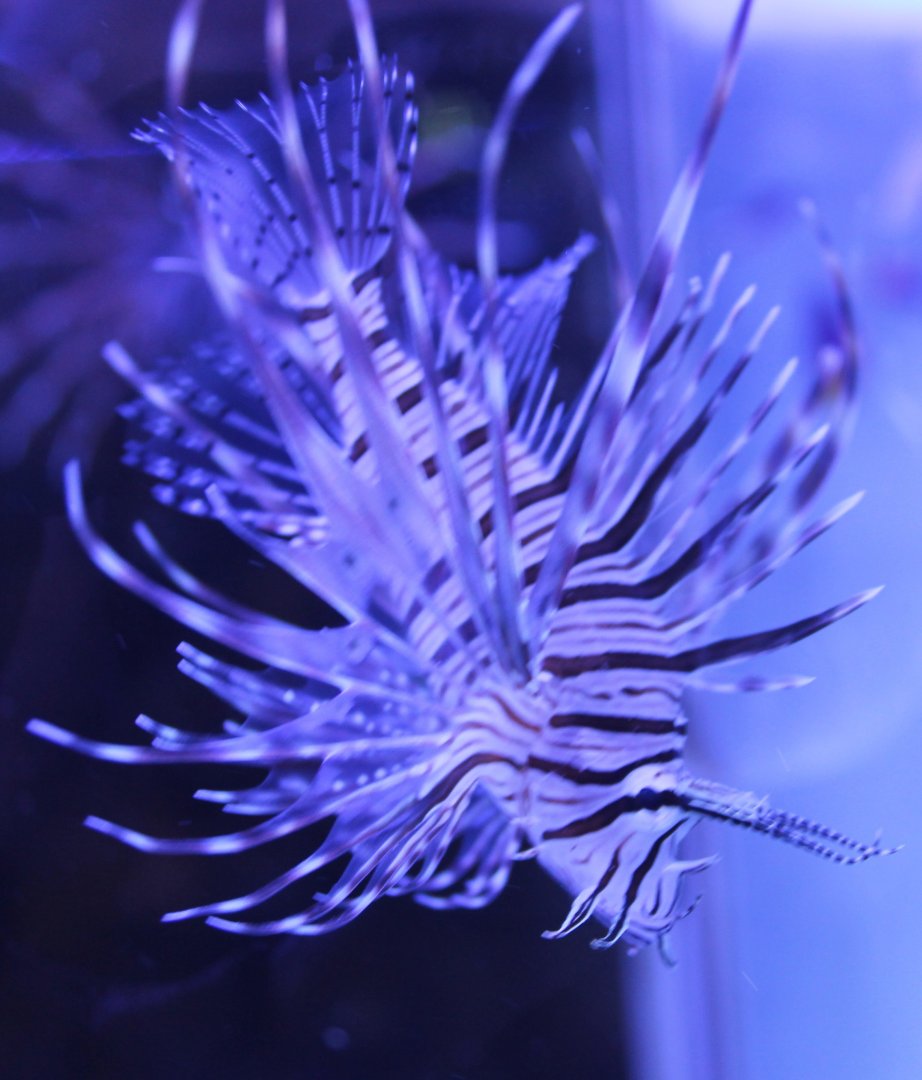 Lionfish - Pterois antennata