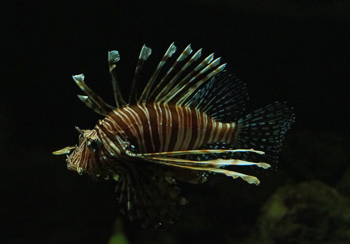 Lionfish (Pterois volitans), 2019-10-05