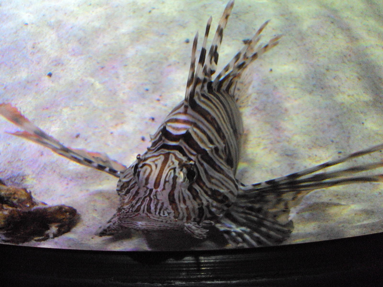 Lionfish (Pterois volitans)