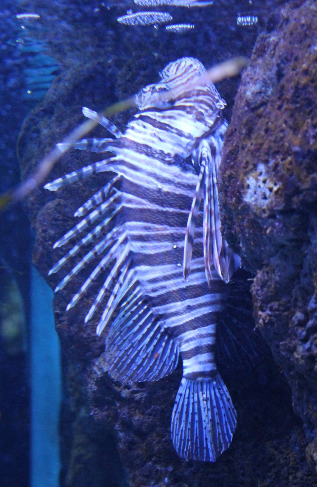 Lionfish  Pterois volitans
