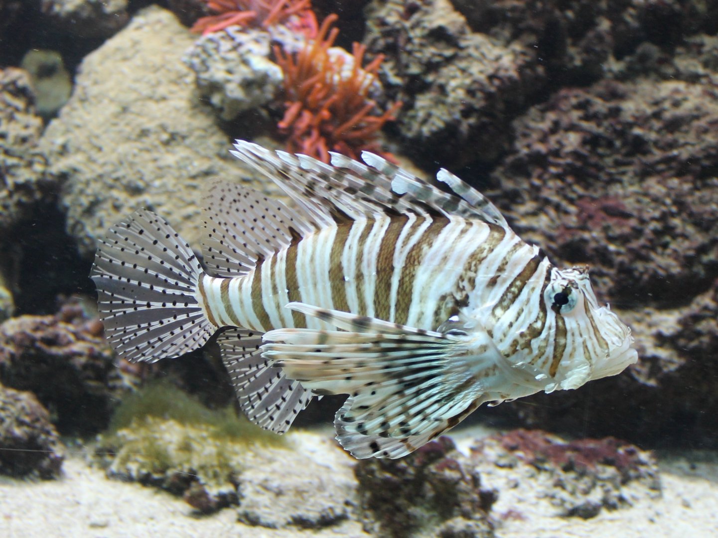 Lionfish - Pterois volitans