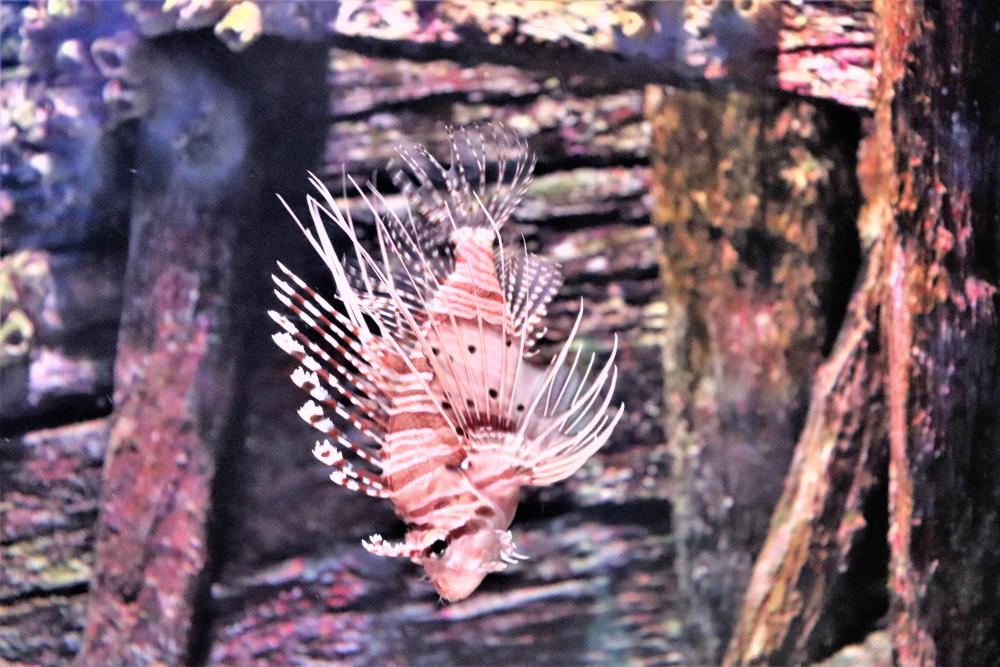 Lionfish  (Pterois volitans)