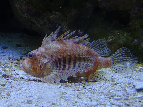 Lionfish sp, AllwetterZoo Münster '22 (Dendrochirus brachypterus?)