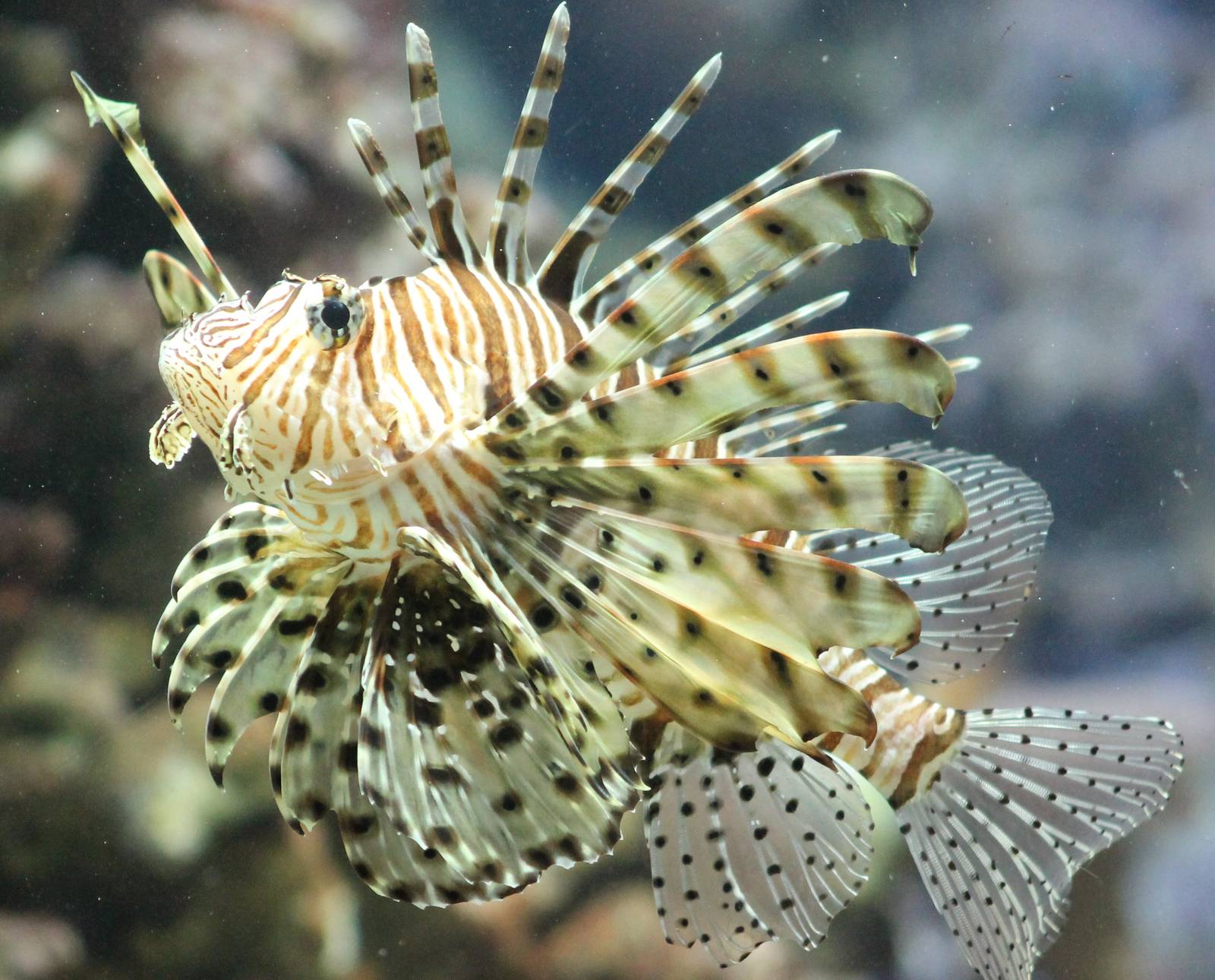 Lionfish species unknown to me