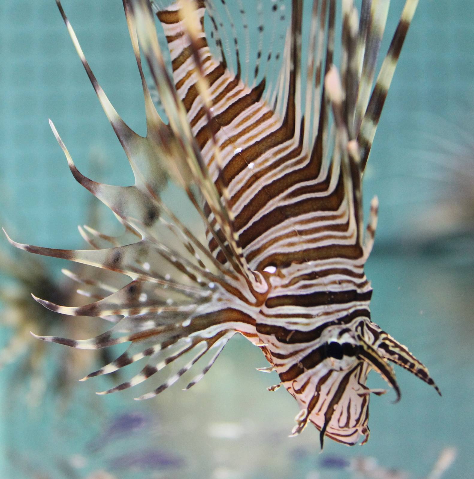 Lionfish species