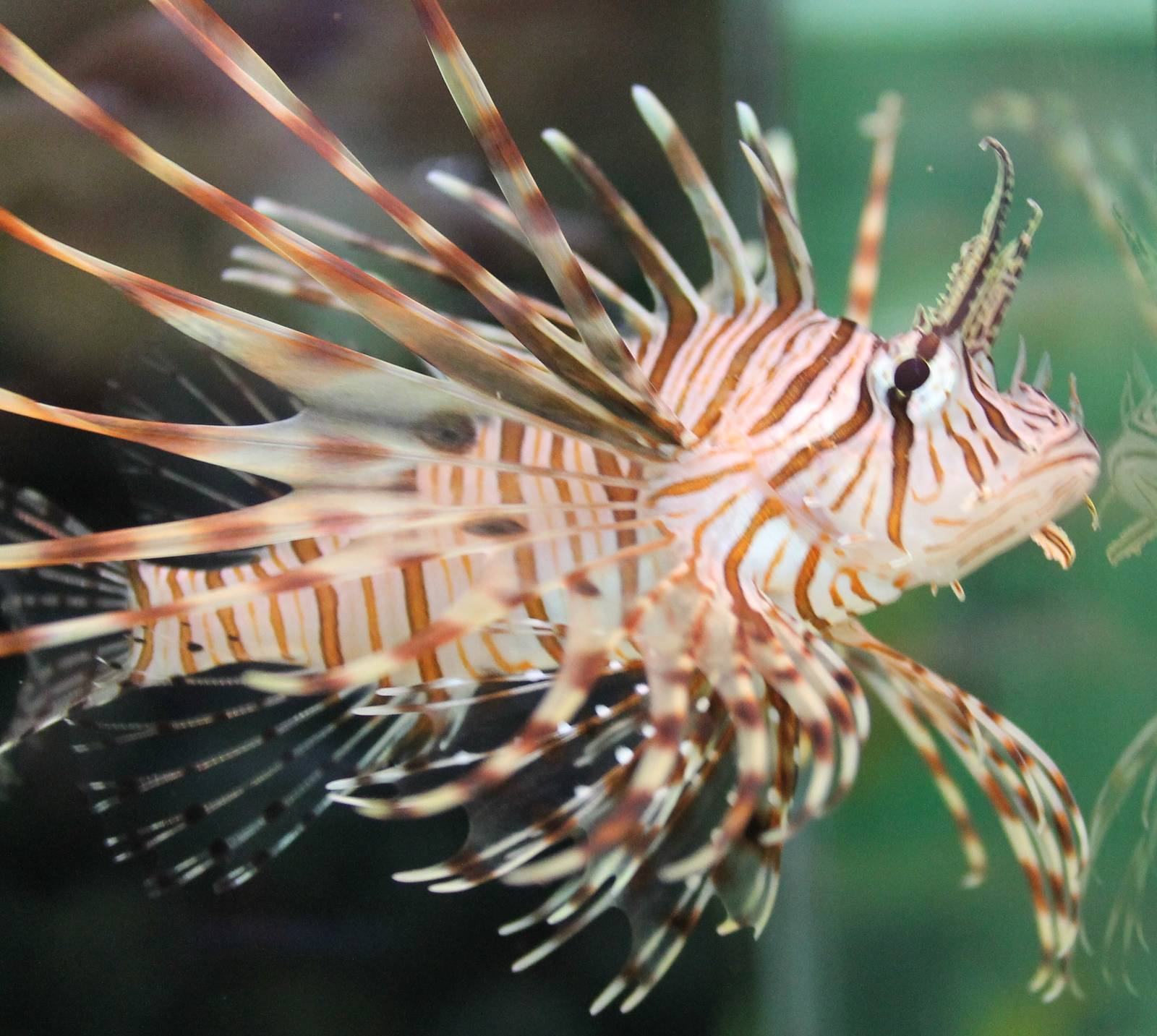 Lionfish species