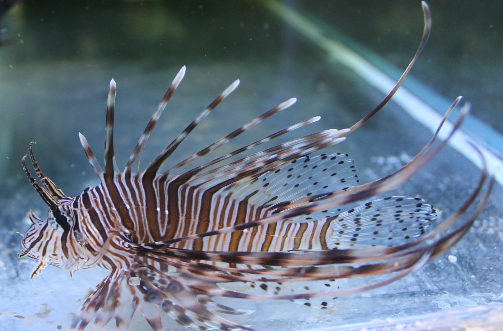 Lionfish species