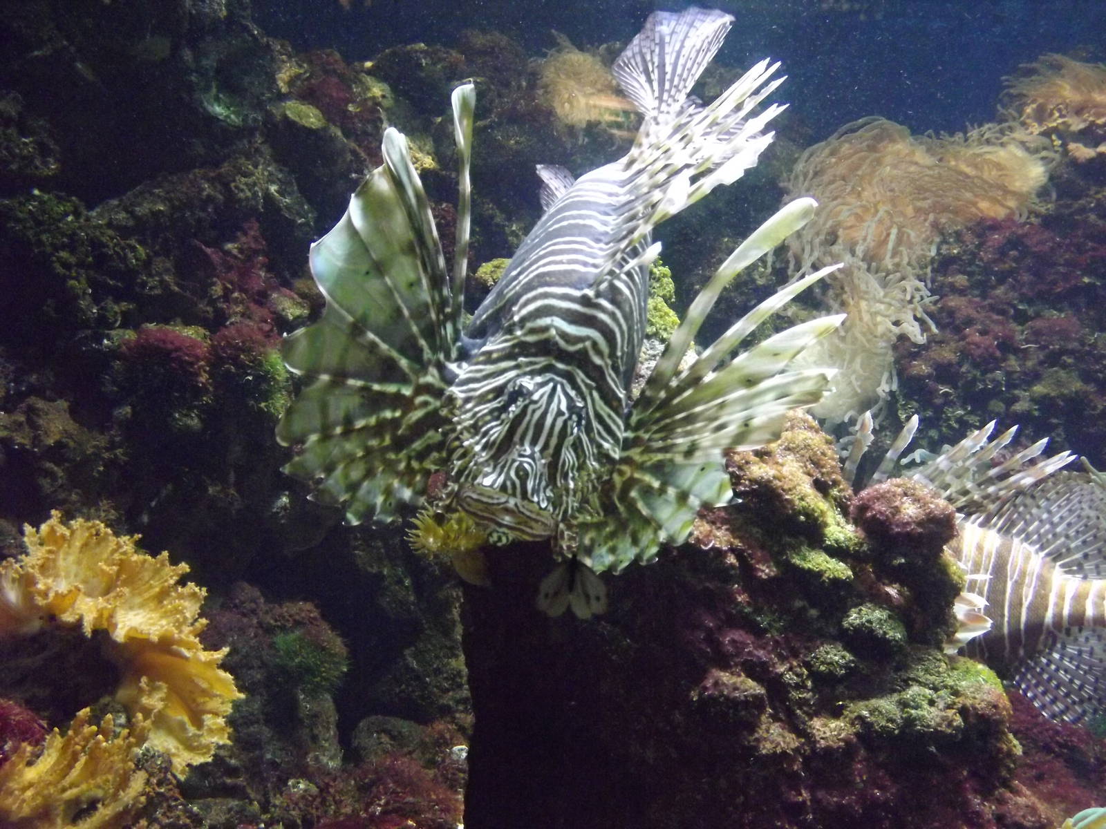 Lionfish stalking butterfly
