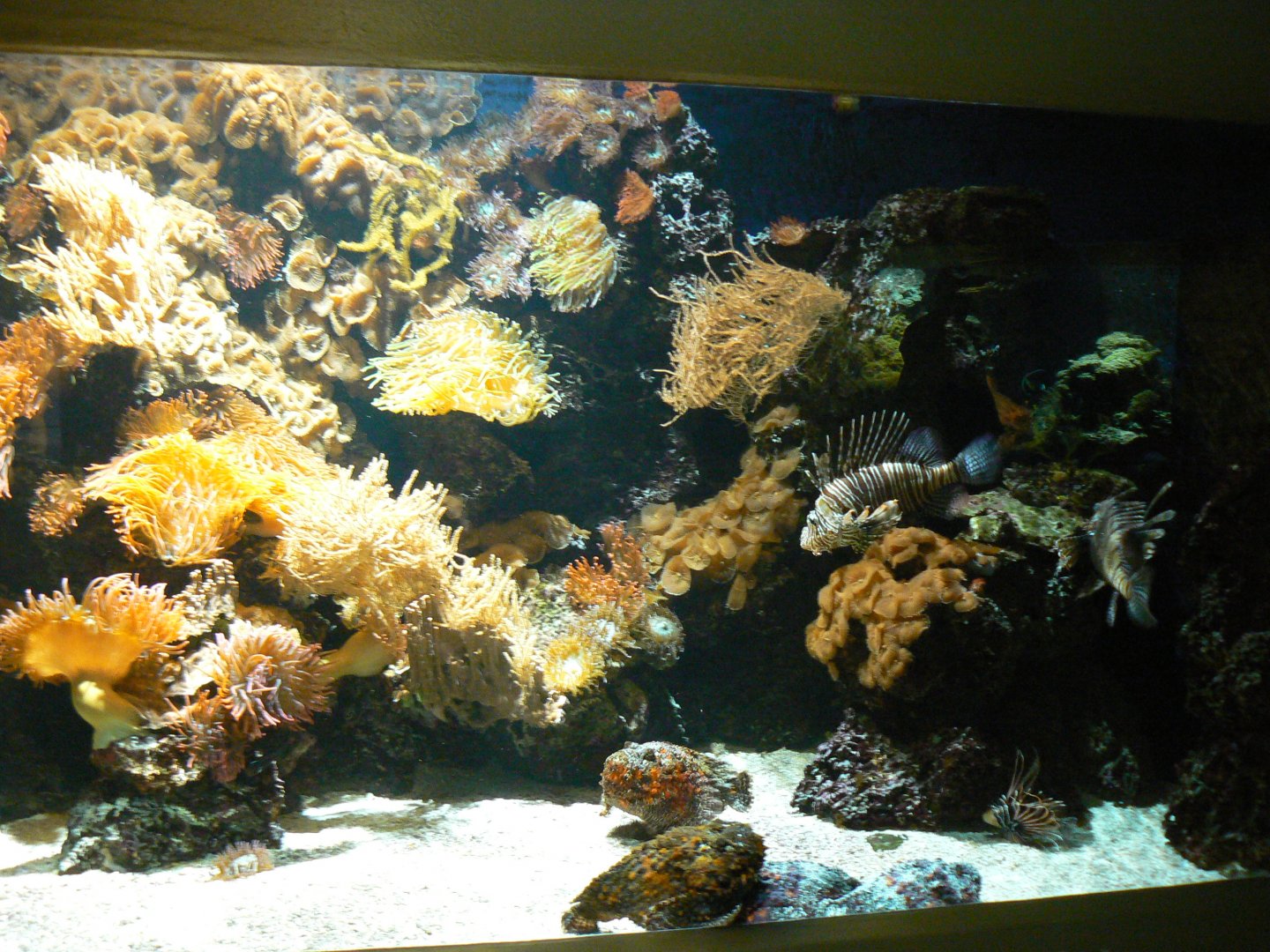 Lionfish/ Stonefish Aquarium - 27 June 2018