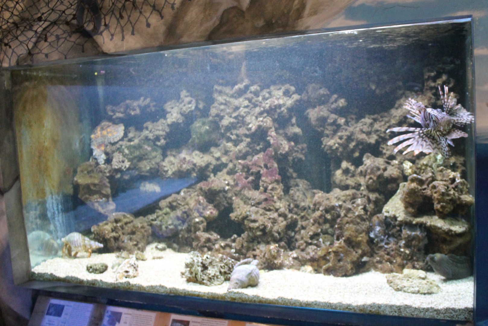 Lionfish - Stonefish-aquarium