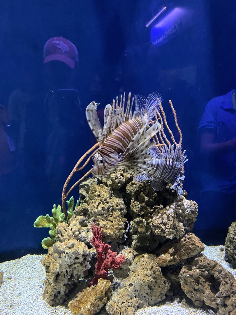 Lionfish Tank - 6/13/2023