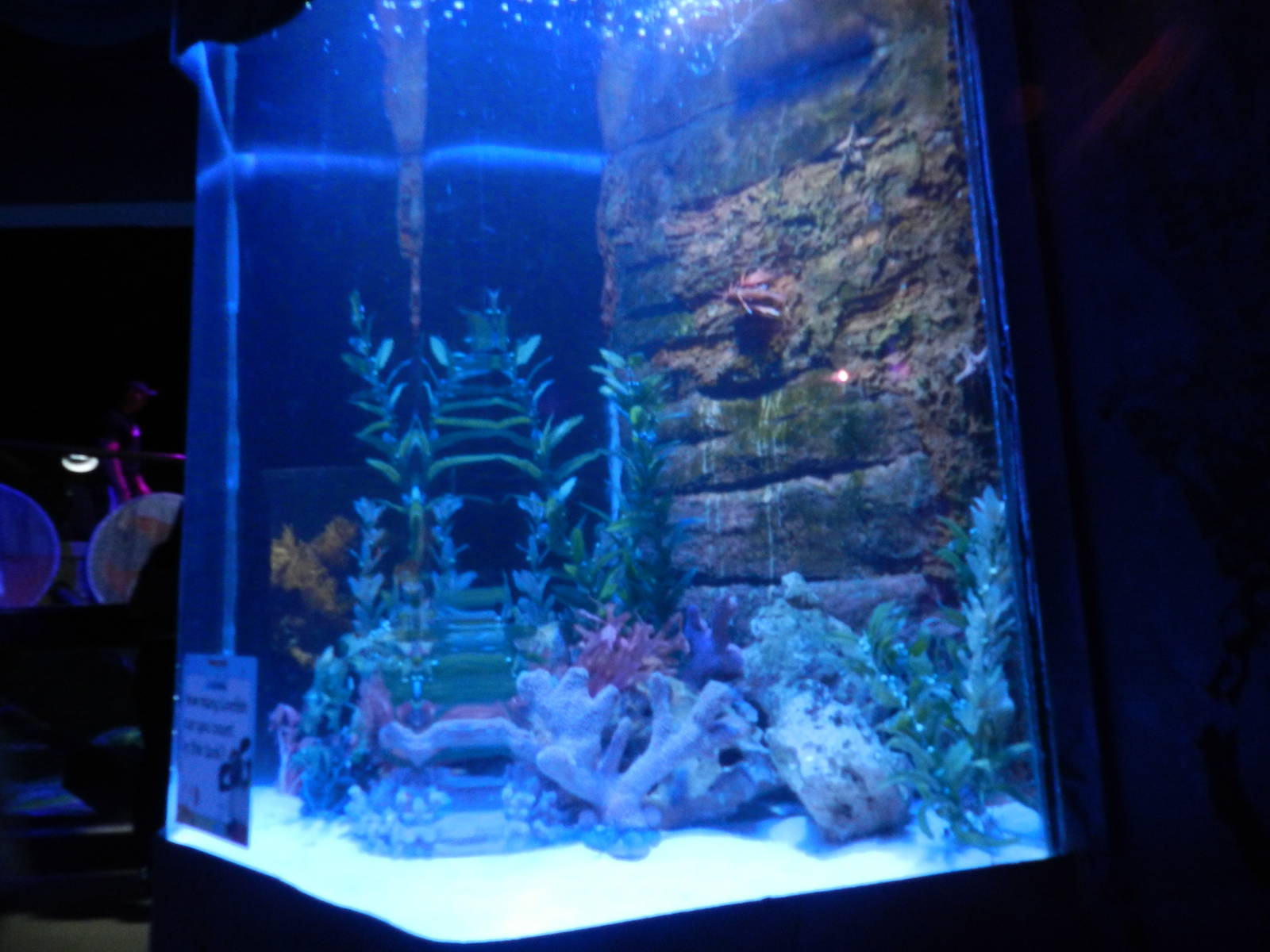 Lionfish Tank at SEA LIFE Scarborough - 26/08/2012