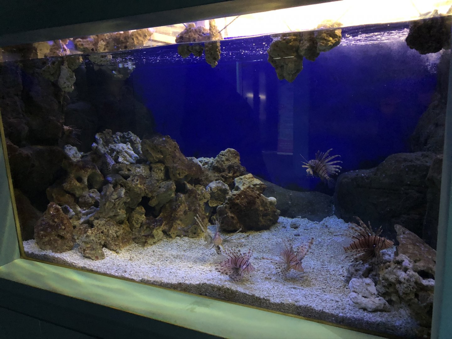 Lionfish Tank at Tynemouth Aquarium (2019)