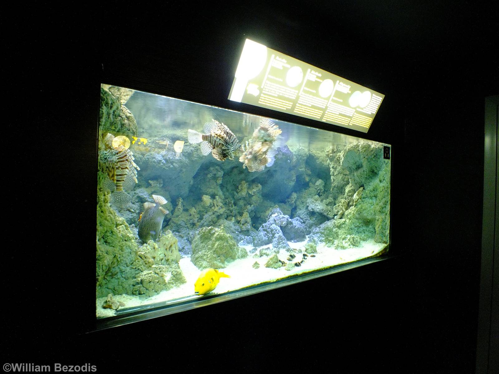 Lionfish Tank - Gdynia Aquarium