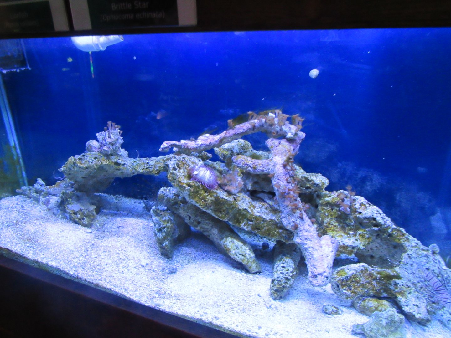 Lionfish tank- John Pennekamp Coral Reef State Park Visitor Center and Aquarium