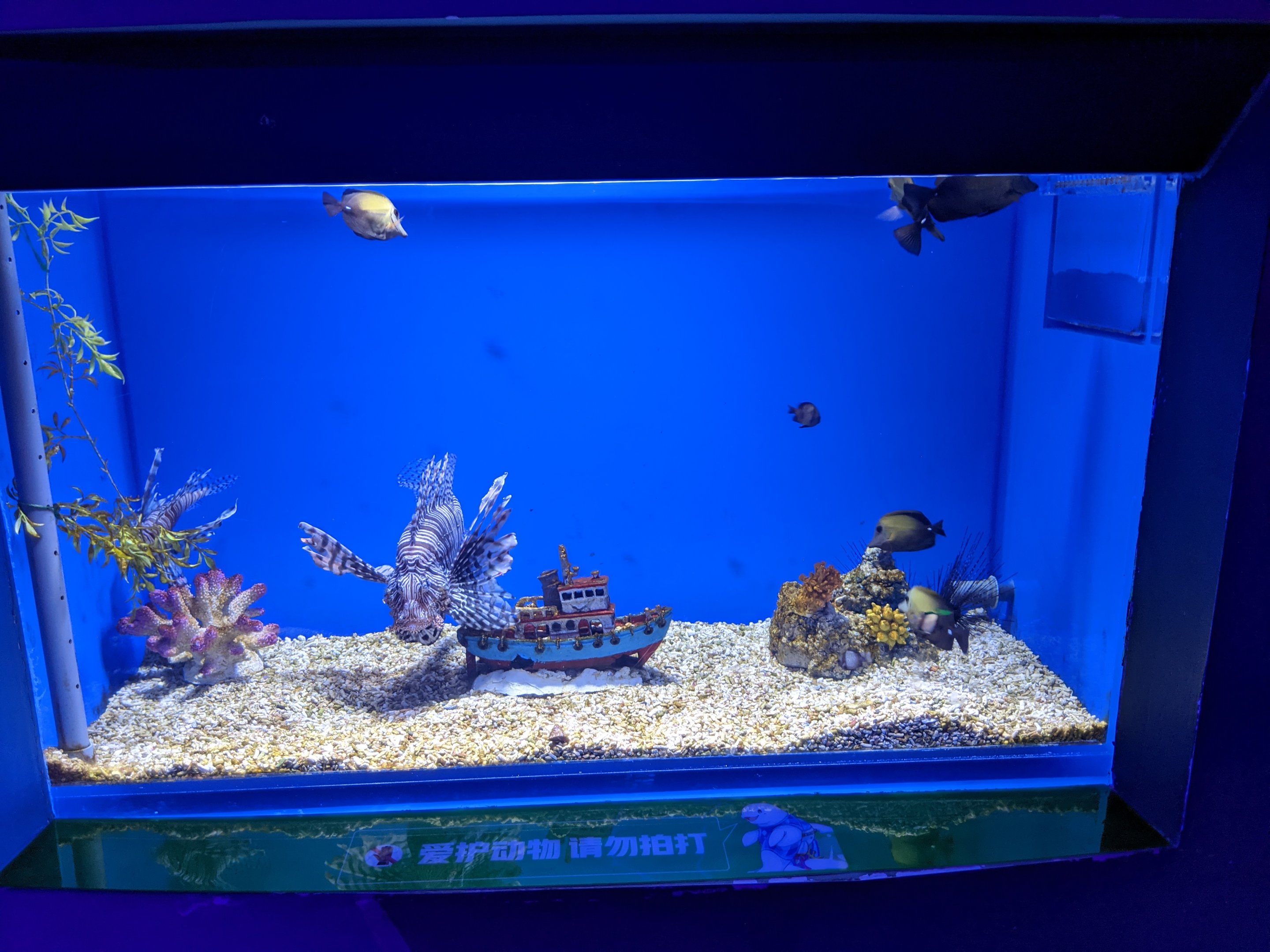 Lionfish tank - Ocean World (Guangzhou)